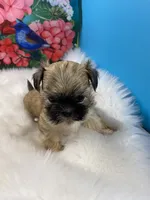 Teddy, a male Shih Tzu for sale in Virginia, VA – 5 of 5
