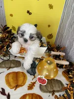 Shih tzu, a male Shih Tzu for sale in Stevensburg, VA – 4 of 6