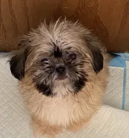 Teddy, a male Shih Tzu for sale in Virginia, VA – 1 of 6