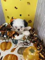 Shih Tzu, a male Shih Tzu for sale in Stevensburg, VA – 6 of 8