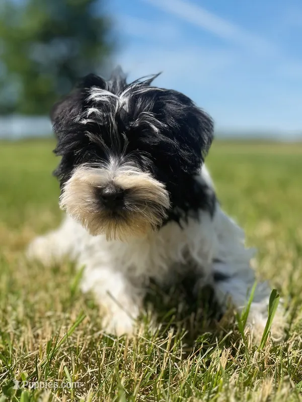 Willow – Miniature Schnauzer puppy for sale in Owosso, MI