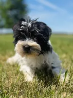 Willow, a female Miniature Schnauzer for sale in Owosso, MI – 1 of 8