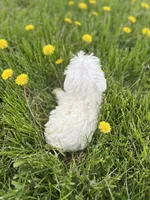 Lily, a female Miniature Schnauzer for sale in Owosso, MI – 3 of 5
