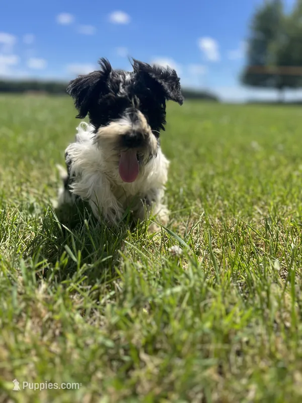 Willow – Miniature Schnauzer puppy for sale in Owosso, MI