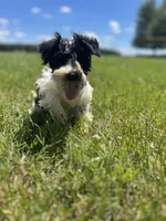Willow, a female Miniature Schnauzer for sale in Owosso, MI – 2 of 8