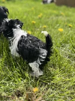 Willow, a female Miniature Schnauzer for sale in Owosso, MI – Photo 4 of 4