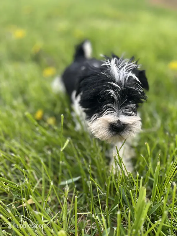 Willow – Miniature Schnauzer puppy for sale in Owosso, MI