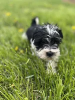Willow, a female Miniature Schnauzer for sale in Owosso, MI – Photo 1 of 4