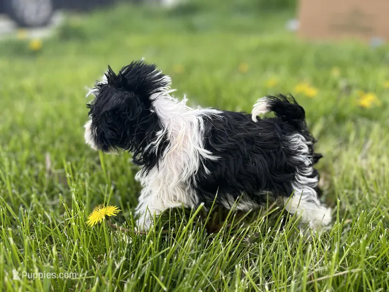 Willow – Miniature Schnauzer puppy for sale in Owosso, MI