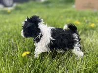 Willow, a female Miniature Schnauzer for sale in Owosso, MI – Photo 2 of 4