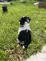 Willow, a female Miniature Schnauzer for sale in Owosso, MI – Photo 3 of 4