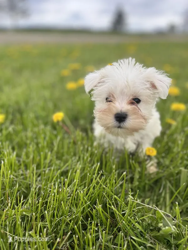 Lily – Miniature Schnauzer puppy for sale in Owosso, MI