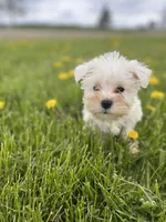 Lily, a female Miniature Schnauzer for sale in Owosso, MI – Photo 1 of 3