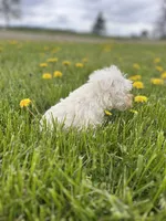 Lily, a female Miniature Schnauzer for sale in Owosso, MI – Photo 3 of 3