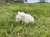Lily, a female Miniature Schnauzer for sale in Owosso, MI – Photo 3 of 4