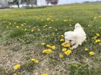 Lily, a female Miniature Schnauzer for sale in Owosso, MI – Photo 2 of 3