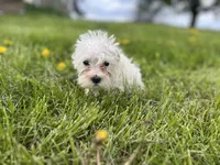 Lily, a female Miniature Schnauzer for sale in Owosso, MI – Photo 2 of 4