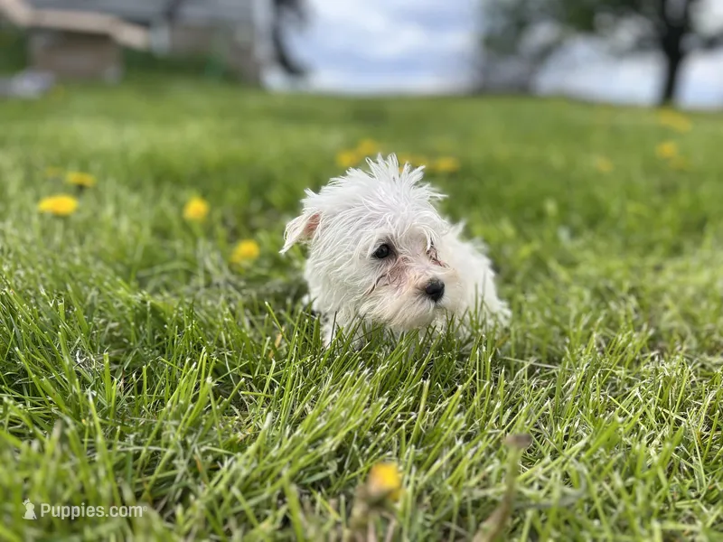 Lily – Miniature Schnauzer puppy for sale in Owosso, MI