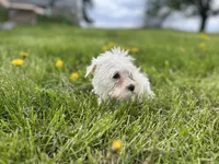 Lily, a female Miniature Schnauzer for sale in Owosso, MI – Photo 1 of 4
