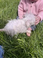 Lily, a female Miniature Schnauzer for sale in Owosso, MI – Photo 4 of 4