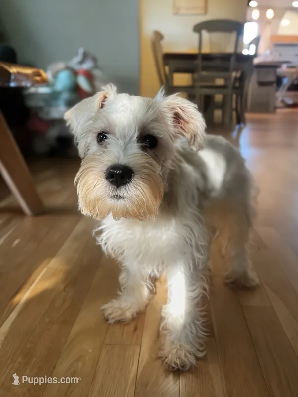Winston – Miniature Schnauzer puppy for sale in Owosso, MI