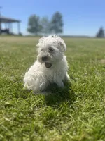 Winston, a male Miniature Schnauzer for sale in Owosso, MI – 3 of 7