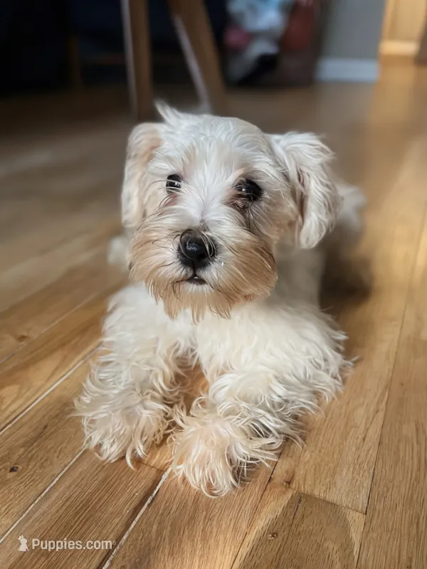 Lily – Miniature Schnauzer puppy for sale in Owosso, MI