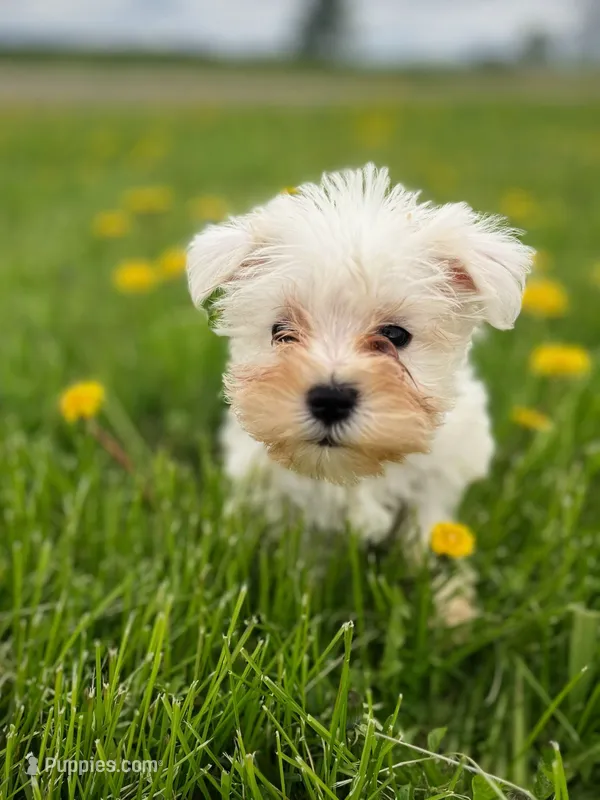 Lily – Miniature Schnauzer puppy for sale in Owosso, MI