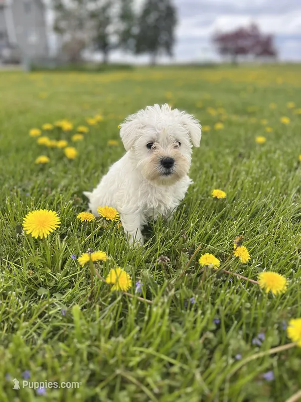 Winston – Miniature Schnauzer puppy for sale in Owosso, MI
