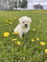 Winston, a male Miniature Schnauzer for sale in Owosso, MI – Photo 1 of 3