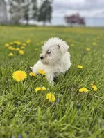 Winston, a male Miniature Schnauzer for sale in Owosso, MI – Photo 3 of 3