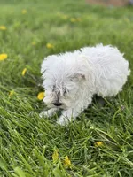 Winston, a male Miniature Schnauzer for sale in Owosso, MI – Photo 3 of 3