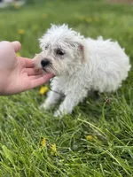 Winston, a male Miniature Schnauzer for sale in Owosso, MI – Photo 2 of 3