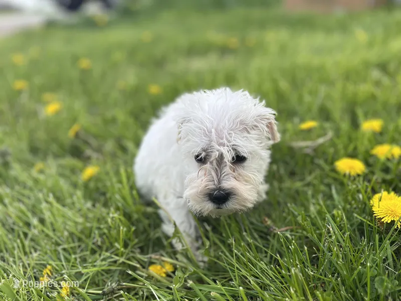 Winston – Miniature Schnauzer puppy for sale in Owosso, MI