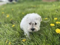 Winston, a male Miniature Schnauzer for sale in Owosso, MI – Photo 1 of 3