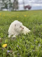 Winston, a male Miniature Schnauzer for sale in Owosso, MI – 5 of 7