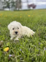 Winston, a male Miniature Schnauzer for sale in Owosso, MI – Photo 2 of 3