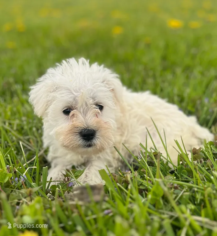 Winston – Miniature Schnauzer puppy for sale in Owosso, MI