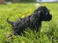 Basil, a male Miniature Schnauzer for sale in Owosso, MI – Photo 2 of 5