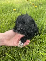 Basil, a male Miniature Schnauzer for sale in Owosso, MI – Photo 5 of 5