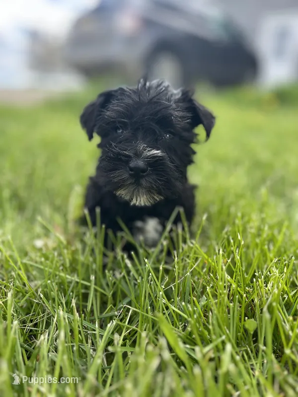 Basil – Miniature Schnauzer puppy for sale in Owosso, MI
