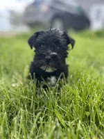 Basil, a male Miniature Schnauzer for sale in Owosso, MI – Photo 1 of 5