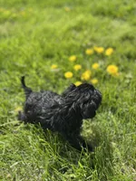 Basil, a male Miniature Schnauzer for sale in Owosso, MI – Photo 4 of 5
