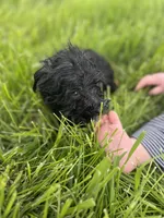 Basil, a male Miniature Schnauzer for sale in Owosso, MI – Photo 3 of 5