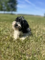 Willow, a female Miniature Schnauzer for sale in Owosso, MI – 7 of 8