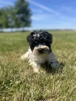 Willow, a female Miniature Schnauzer for sale in Owosso, MI – 3 of 8