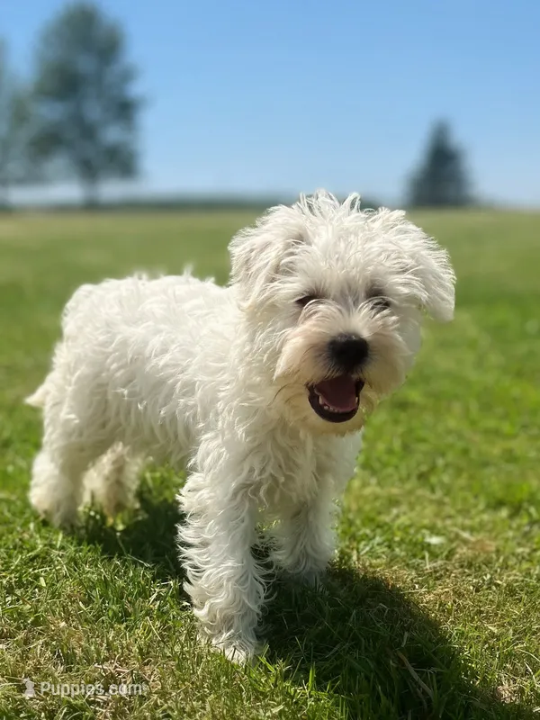 Winston – Miniature Schnauzer puppy for sale in Owosso, MI