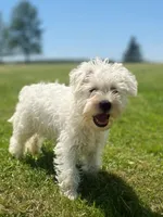 Winston, a male Miniature Schnauzer for sale in Owosso, MI – 1 of 7