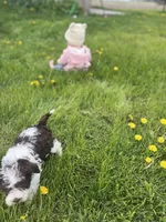 Daisy , a female Miniature Schnauzer for sale in Owosso, MI – Photo 3 of 3