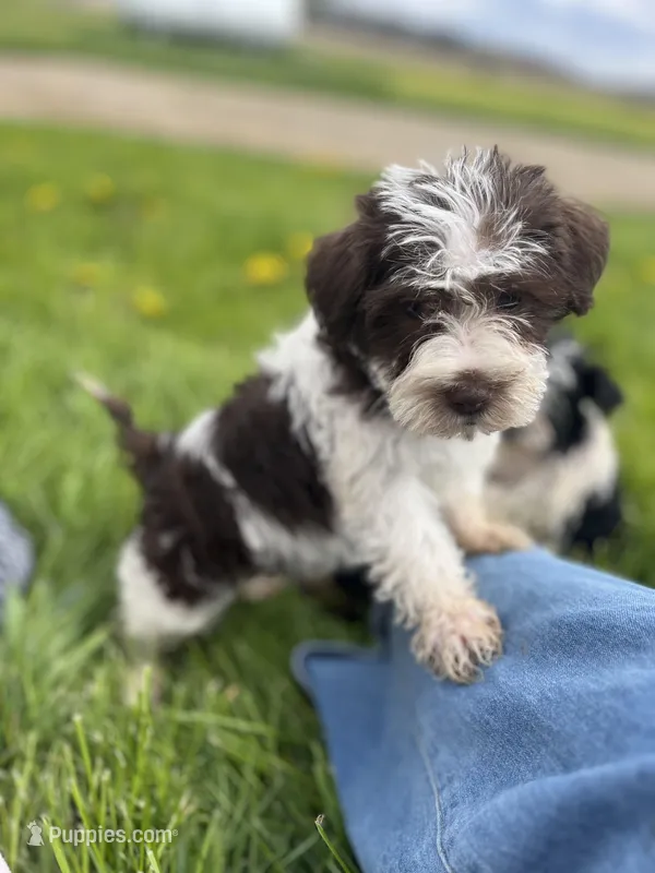 Daisy  – Miniature Schnauzer puppy for sale in Owosso, MI